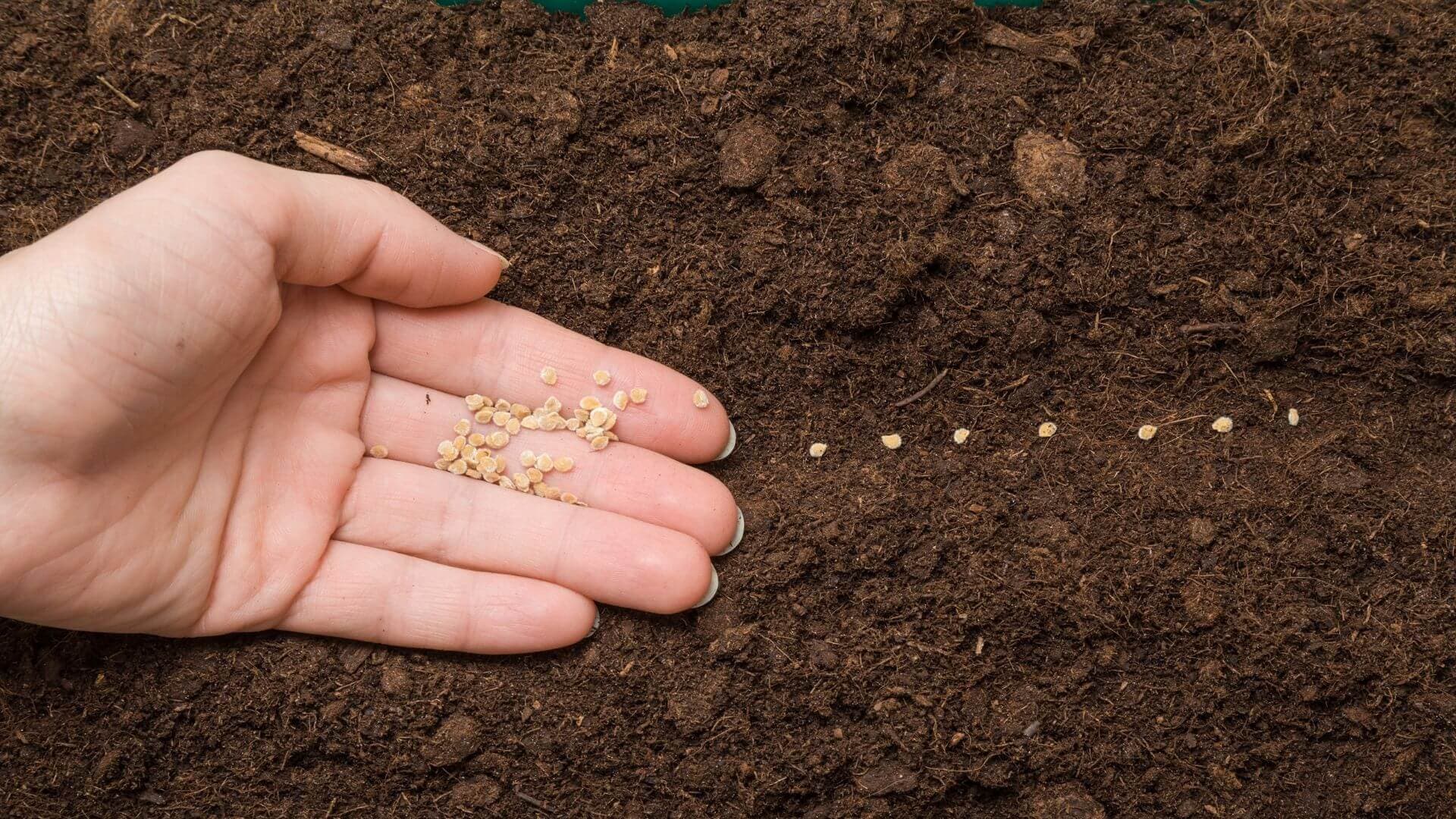 Zillay Seeds brand and agricultural preview